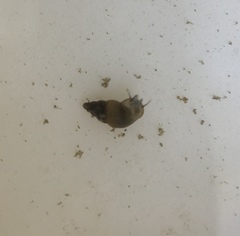 Potamopyrgus antipodarum