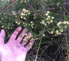 Acacia hubbardiana