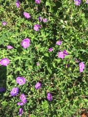 Geranium sanguineum