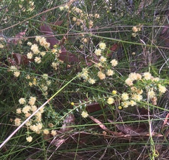 Acacia hubbardiana