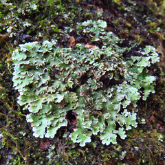 Physconia leucoleiptes