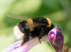 Bombus lucorum