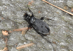 Leptocarabus