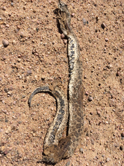 Heterodon nasicus