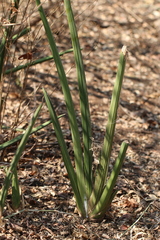 Dracaena pearsonii image