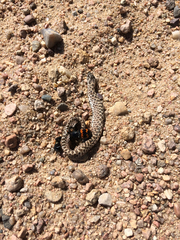 Heterodon nasicus