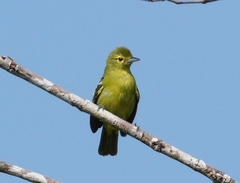 Green Iora photo 5
