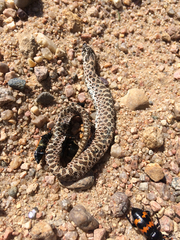 Heterodon nasicus