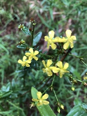 Hypericum cistifolium
