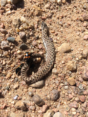 Heterodon nasicus