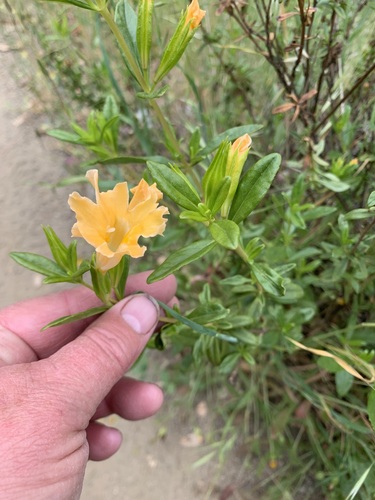 Image of Diplacus grandiflorus by no rights reserved