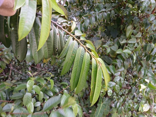 Foto de Ucuuba
