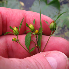 Bidens discoidea