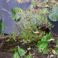 Bidens discoidea