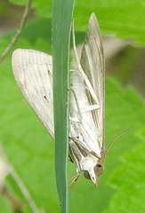 Sitochroa palealis