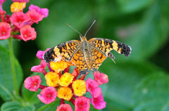 Phyciodes tharos