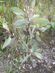 Tessaria integrifolia