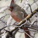 Typical Cardinals - Photo (c) Dmitry Mozzherin, some rights reserved (CC BY-NC-SA)