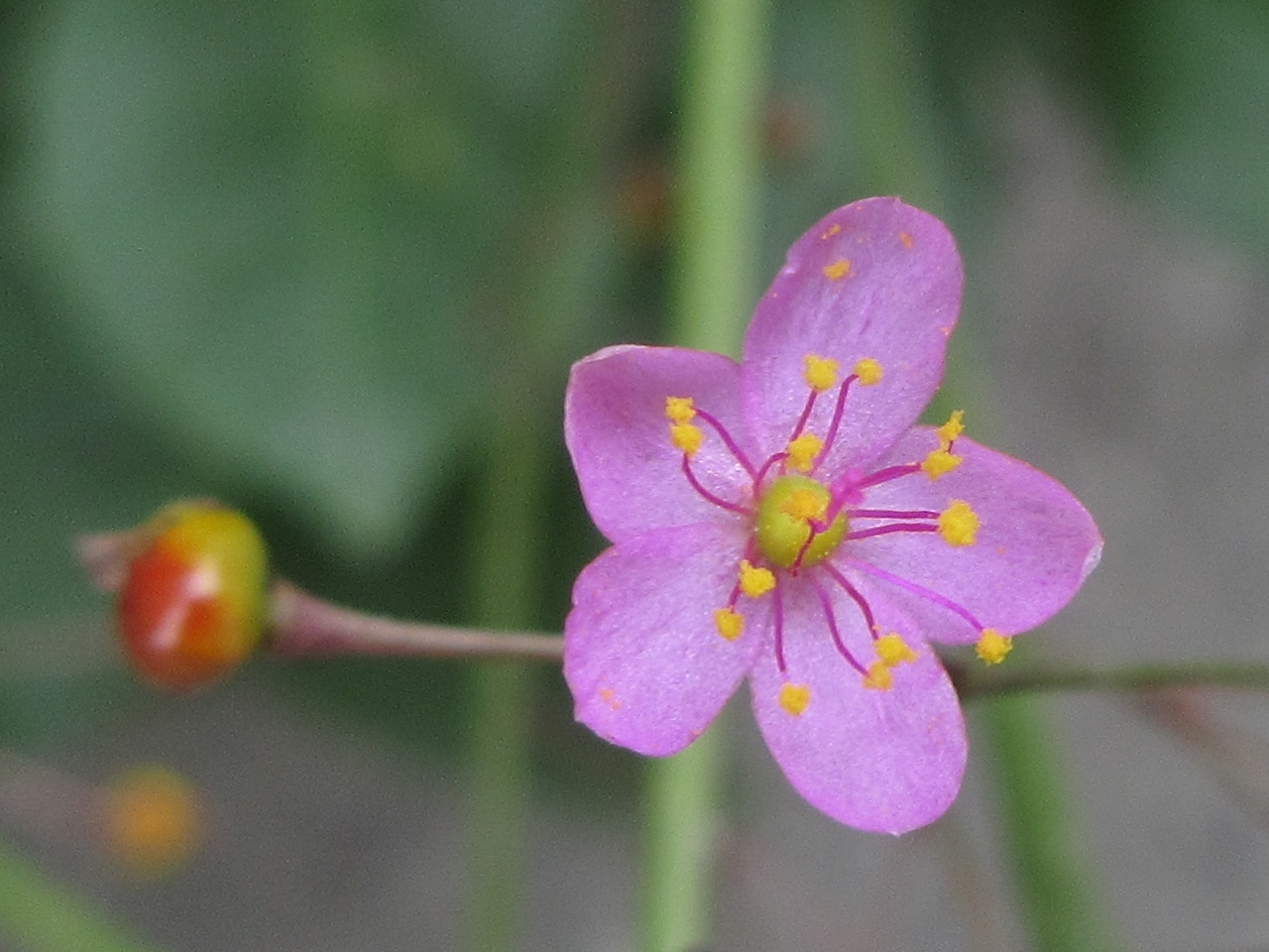 Talinum paniculatum — ảnh 3