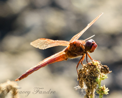 Libellula croceipennis