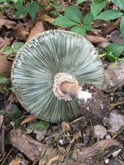 Chlorophyllum molybdites