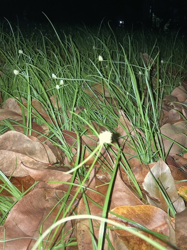 Cyperus richardii, photograph 4