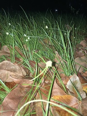 Cyperus richardii, photograph author not stated, no rights reserved