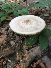 Chlorophyllum molybdites