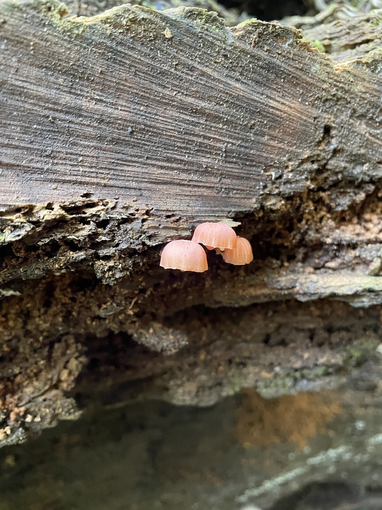 Mycena roseilignicola · March 2025 · photo: © bushmanjim (iNaturalist, cc-by-sa)
