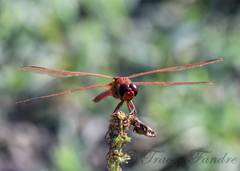 Libellula croceipennis