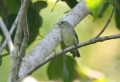 Dicaeum erythrorhynchos