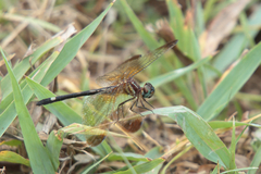 Macrothemis inequiunguis