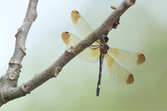 Macrothemis inequiunguis