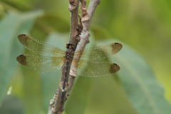 Macrothemis inequiunguis