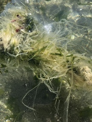 Phacellophora camtschatica