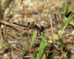 Celithemis martha