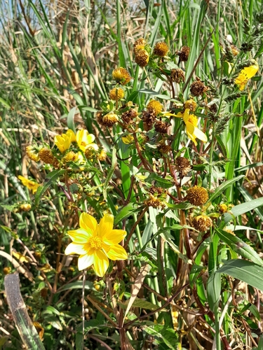 Image of Smooth Beggarticks (Bidens laevis) by (c) Daniel Dias, some rights reserved (CC BY-SA)