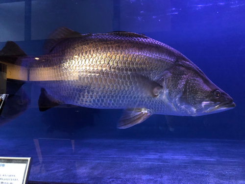 Japanese lates (Lates japonicus) — Latidae — 5