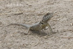 Tropidurus etheridgei