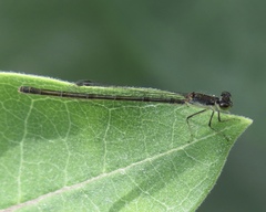 Ischnura posita