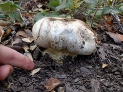 Caloboletus marshii