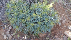 Euphorbia loricata