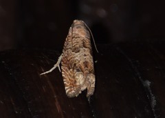 Epiblema abruptana
