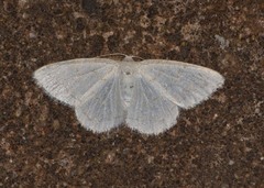 Protitame virginalis