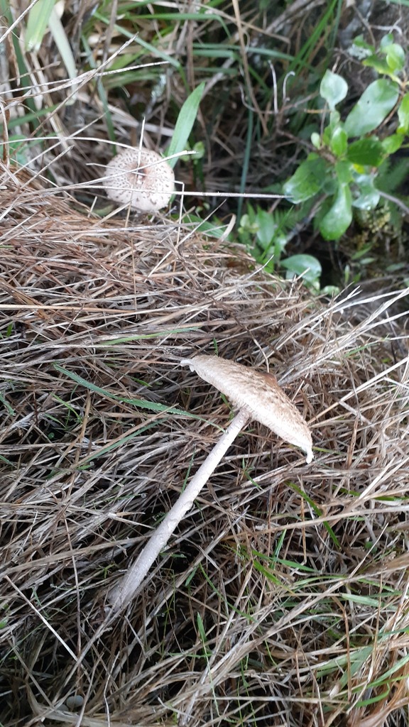 Macrolepiota clelandii · April 2025 · photo: © aardvark04 (iNaturalist, cc0)
