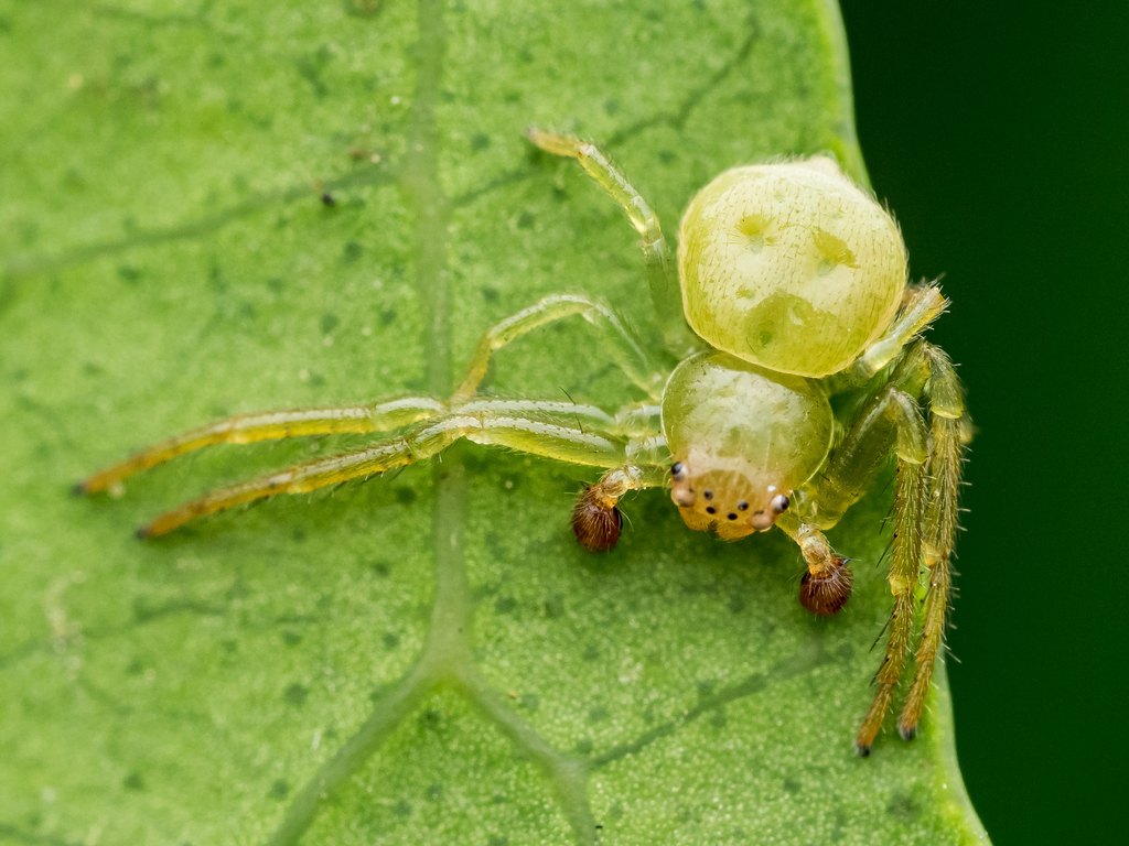 Micromisumenops