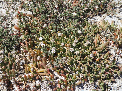 Image of Frankenia pauciflora by (c) Josh, some rights reserved (CC BY)