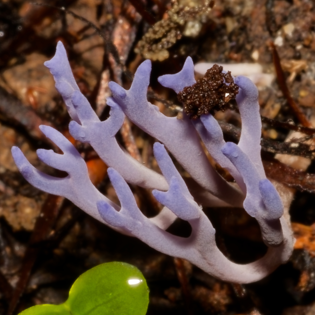 Ramariopsis pulchella · April 2025 · photo: © schneehagen (iNaturalist, cc-by-sa)