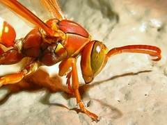 Polistes apachus texanus