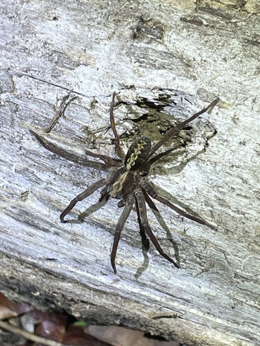 Florida Wandering Spider photo 5